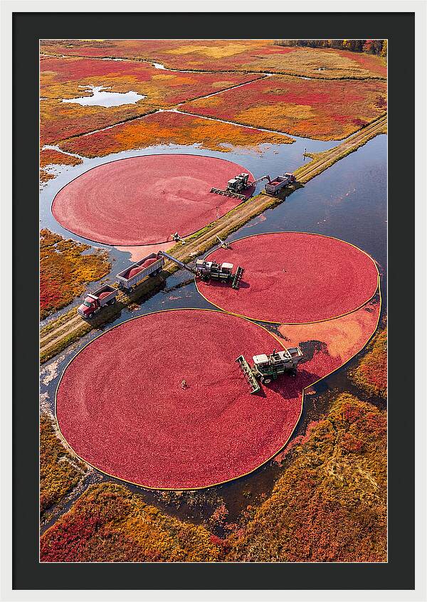 Farm Cranberry Harvesting Scene
