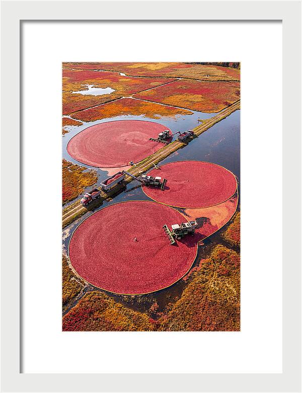 Farm Cranberry Harvesting Scene