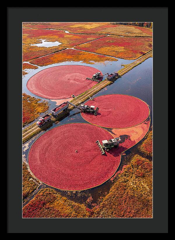 Farm Cranberry Harvesting Scene