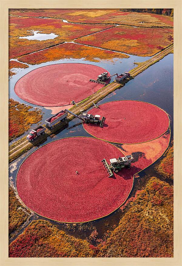 Farm Cranberry Harvesting Scene