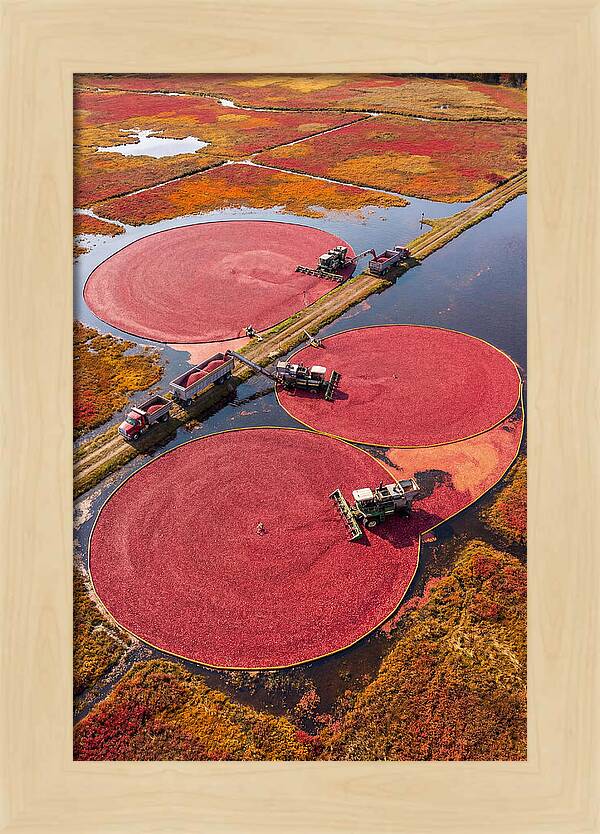 Farm Cranberry Harvesting Scene
