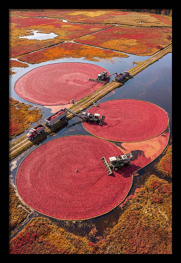 Farm Cranberry Harvesting Scene