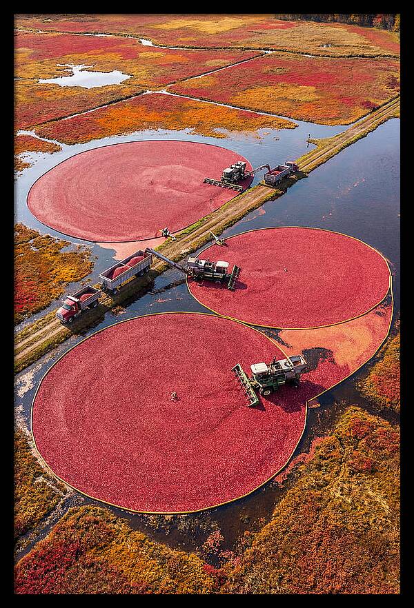 Farm Cranberry Harvesting Scene