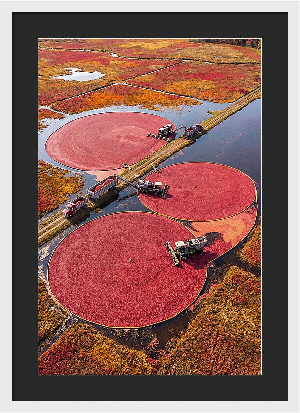 Farm Cranberry Harvesting Scene