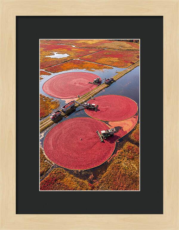 Farm Cranberry Harvesting Scene