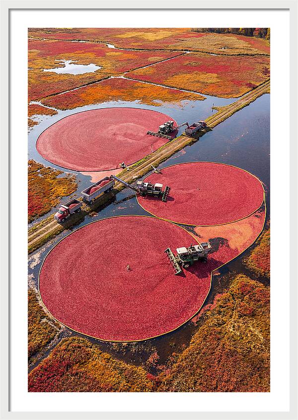 Farm Cranberry Harvesting Scene