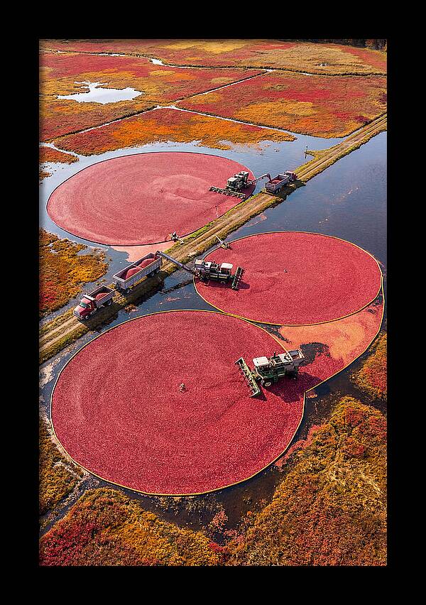 Farm Cranberry Harvesting Scene