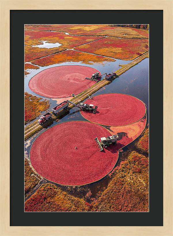 Farm Cranberry Harvesting Scene
