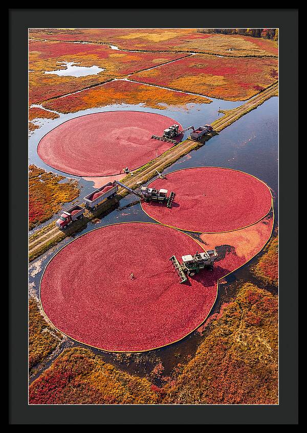 Farm Cranberry Harvesting Scene