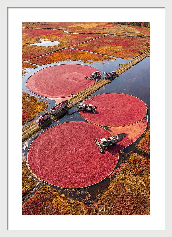 Farm Cranberry Harvesting Scene