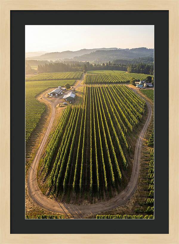 Farm Fields In Oregon