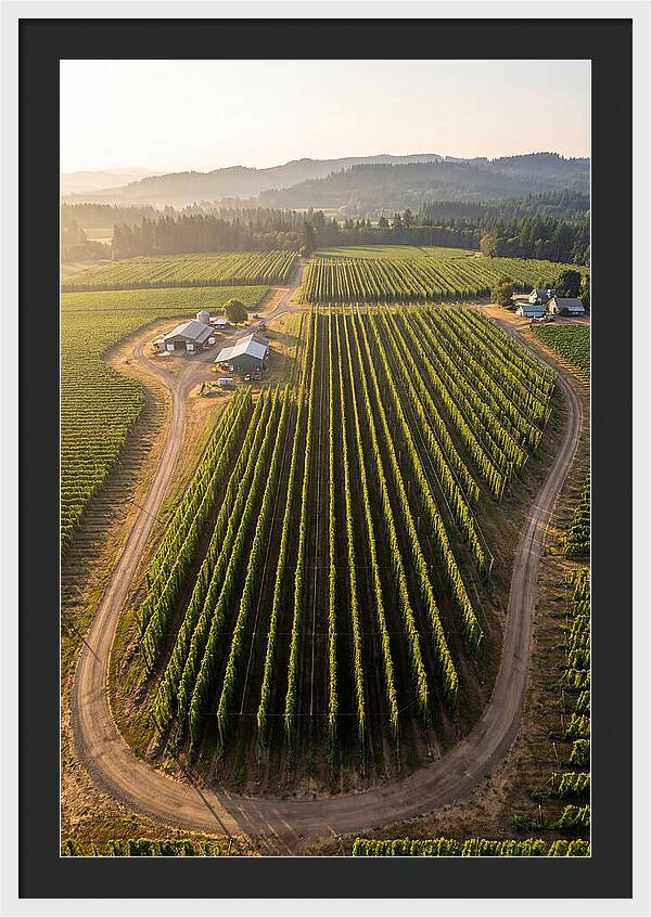 Farm Fields In Oregon