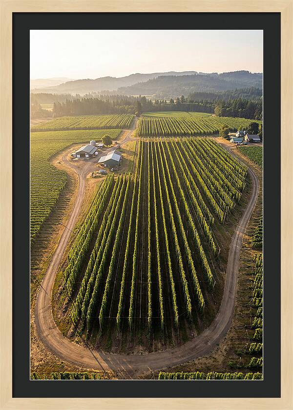 Farm Fields In Oregon