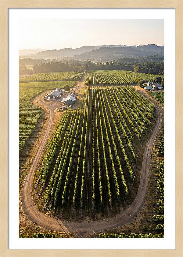 Farm Fields In Oregon