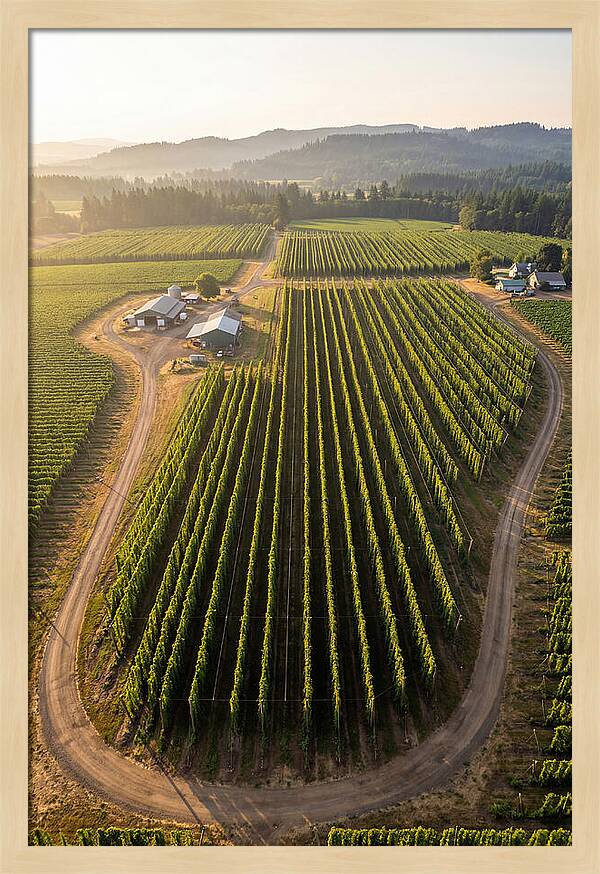Farm Fields In Oregon
