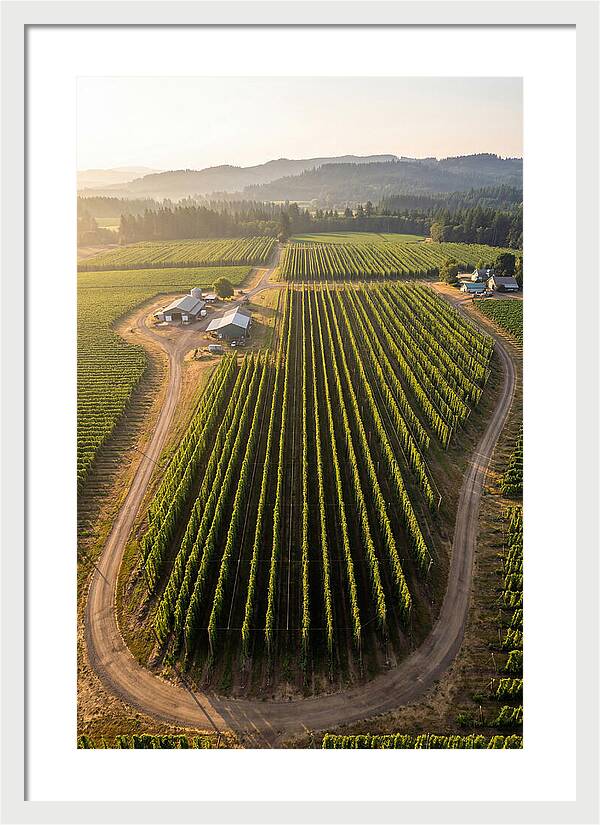 Farm Fields In Oregon