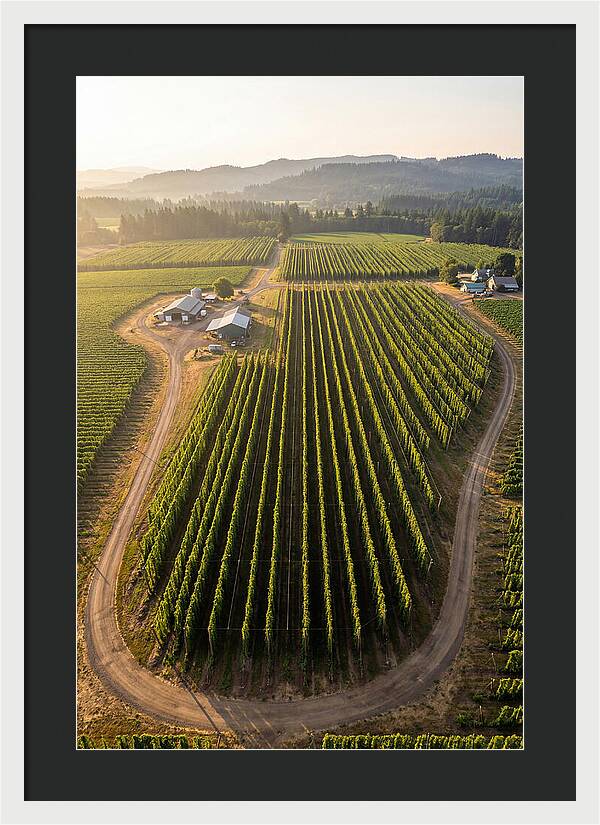 Farm Fields In Oregon