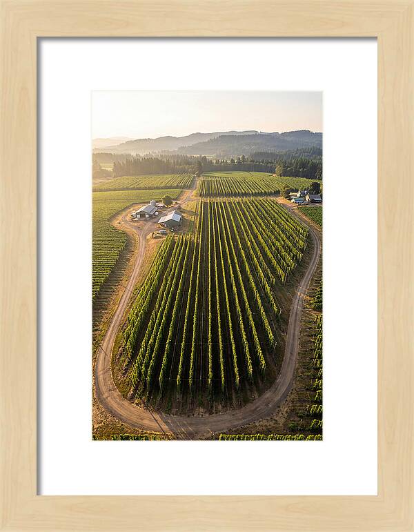 Farm Fields In Oregon