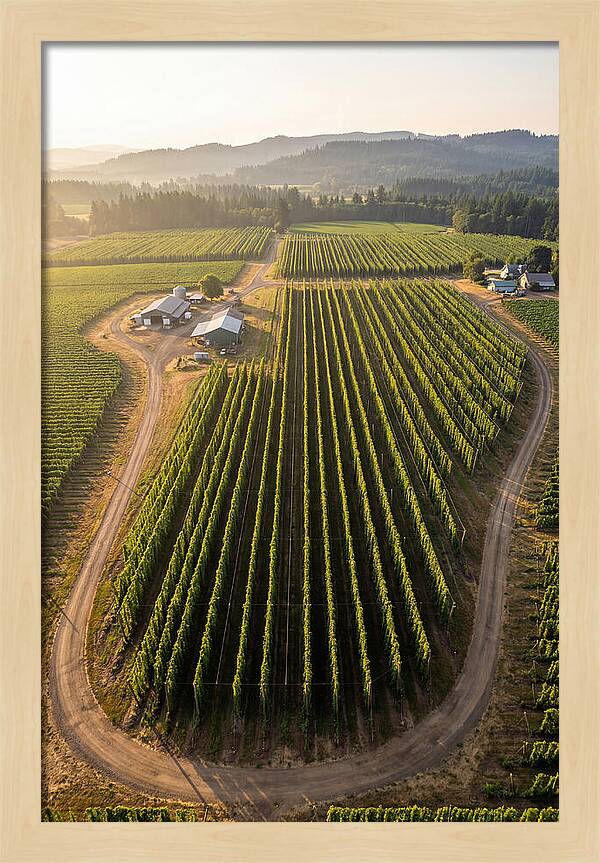 Farm Fields In Oregon