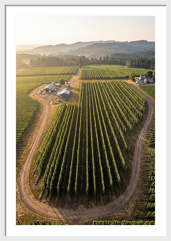 Farm Fields In Oregon