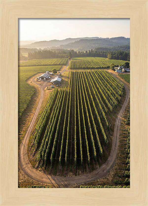 Farm Fields In Oregon