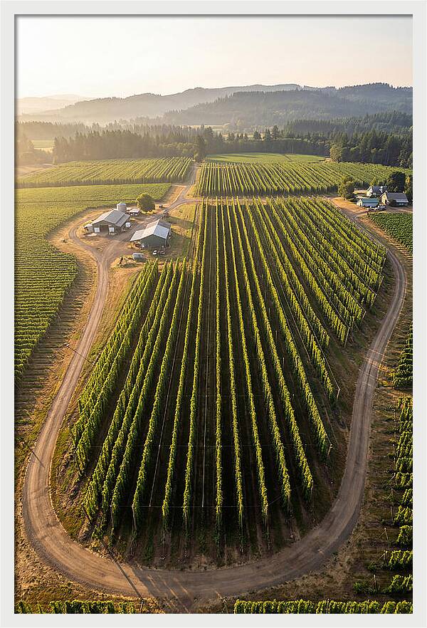 Farm Fields In Oregon
