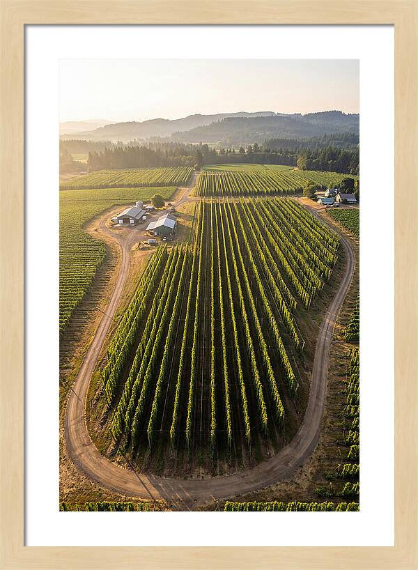Farm Fields In Oregon