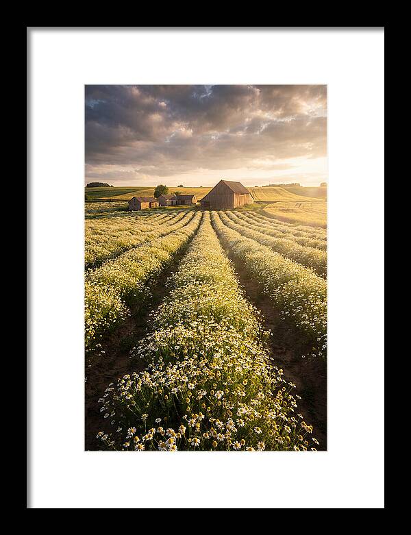 Farm Fields Of Chamomile