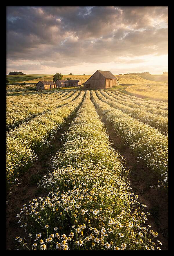 Farm Fields Of Chamomile