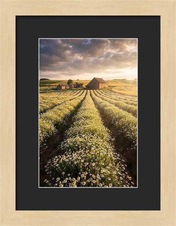 Farm Fields Of Chamomile