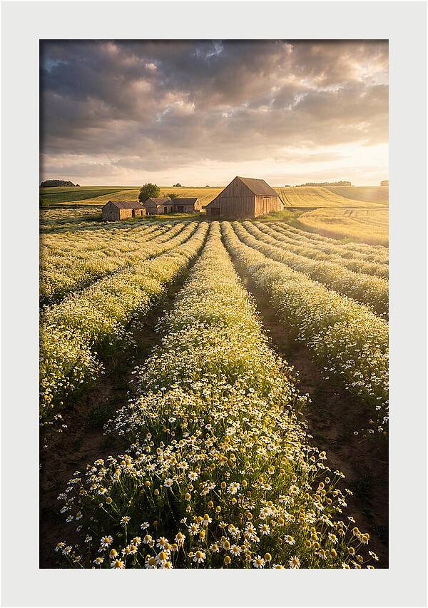 Farm Fields Of Chamomile