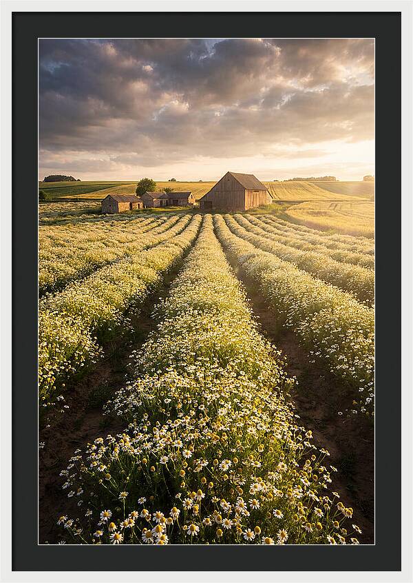 Farm Fields Of Chamomile
