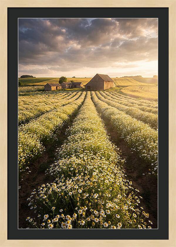 Farm Fields Of Chamomile