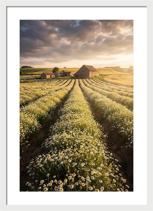 Farm Fields Of Chamomile