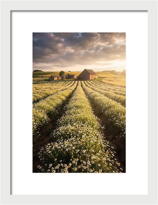 Farm Fields Of Chamomile