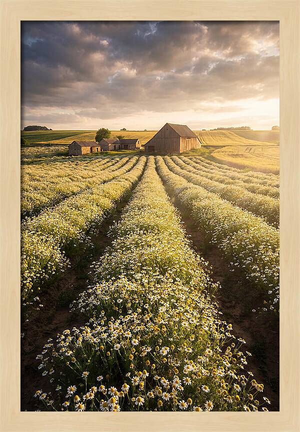 Farm Fields Of Chamomile