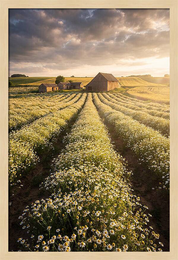 Farm Fields Of Chamomile