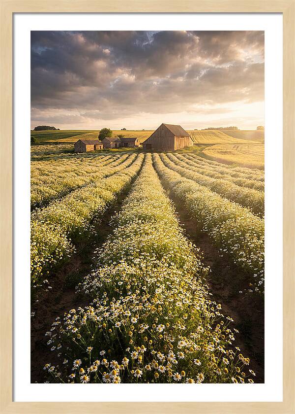 Farm Fields Of Chamomile