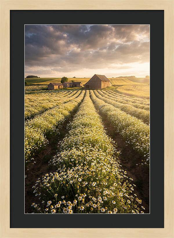 Farm Fields Of Chamomile