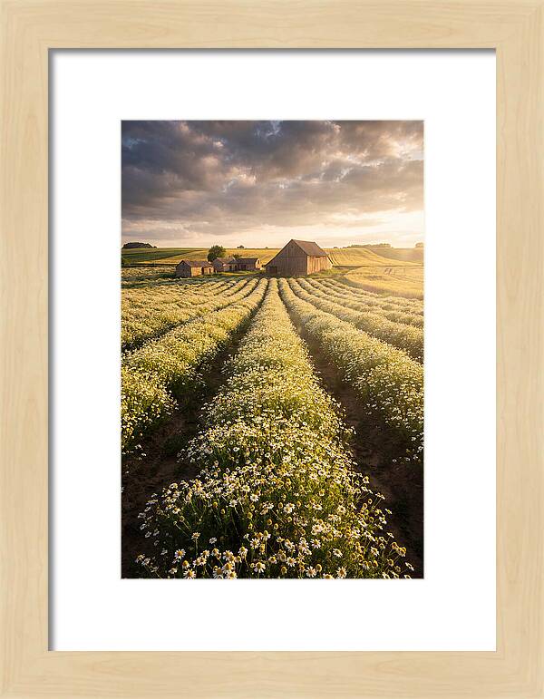Farm Fields Of Chamomile