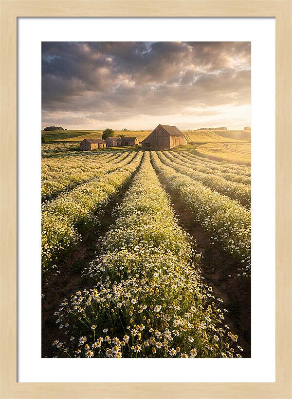 Farm Fields Of Chamomile