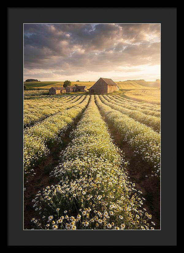 Farm Fields Of Chamomile