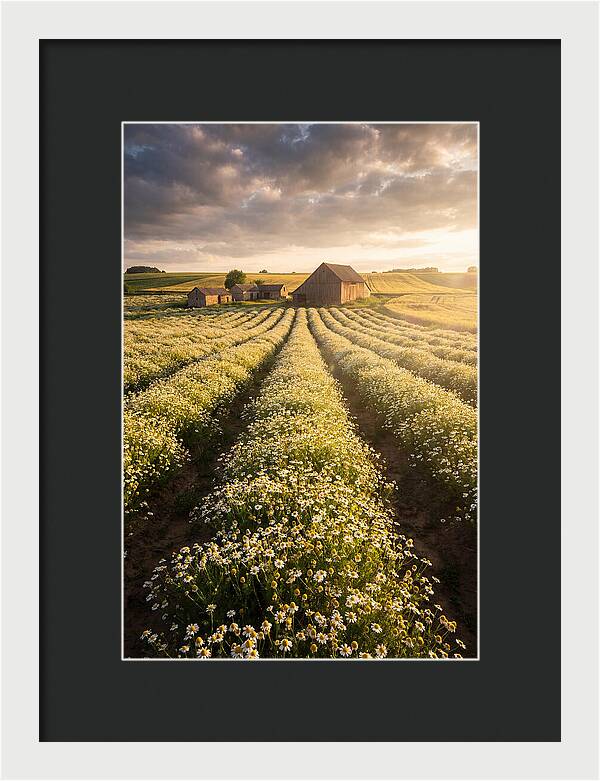 Farm Fields Of Chamomile