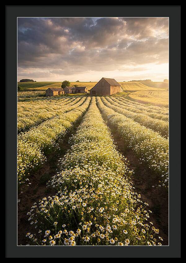 Farm Fields Of Chamomile