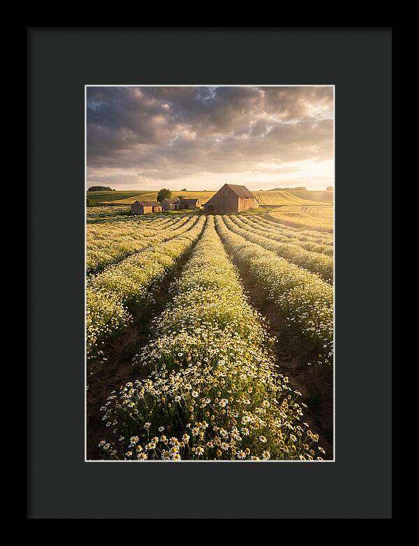 Farm Fields Of Chamomile