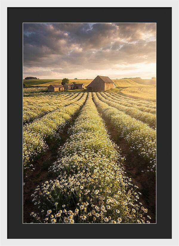 Farm Fields Of Chamomile
