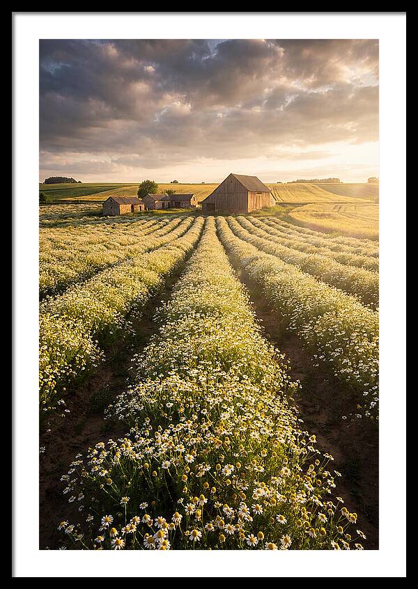 Farm Fields Of Chamomile
