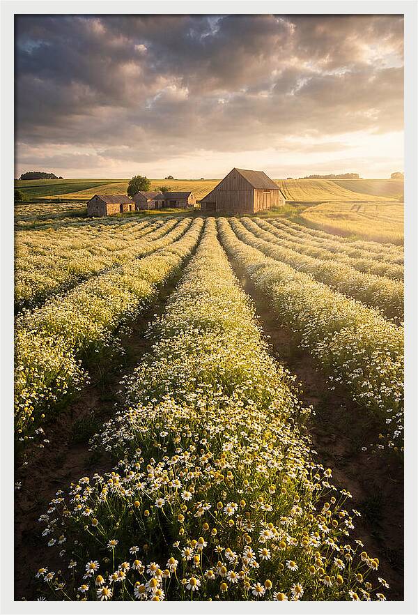 Farm Fields Of Chamomile