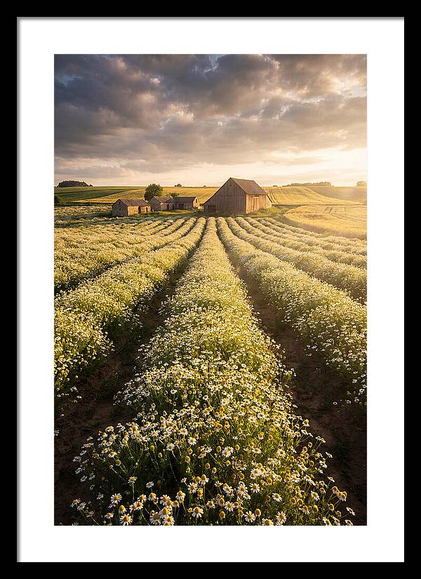 Farm Fields Of Chamomile