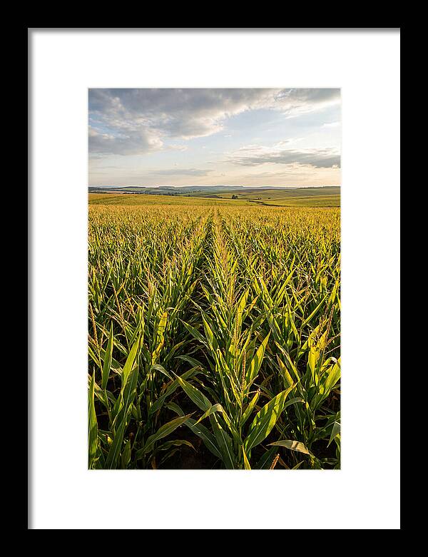 Farm Fields Under Summer Sky